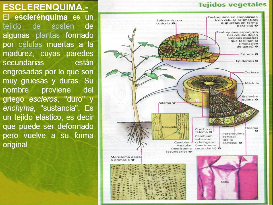ESCLERENQUIMA.- El esclerénquima es un tejido de sostén de algunas plantas formado por células muertas a la madurez, cuyas paredes secundarias están engrosadas por lo que son muy gruesas y duras.