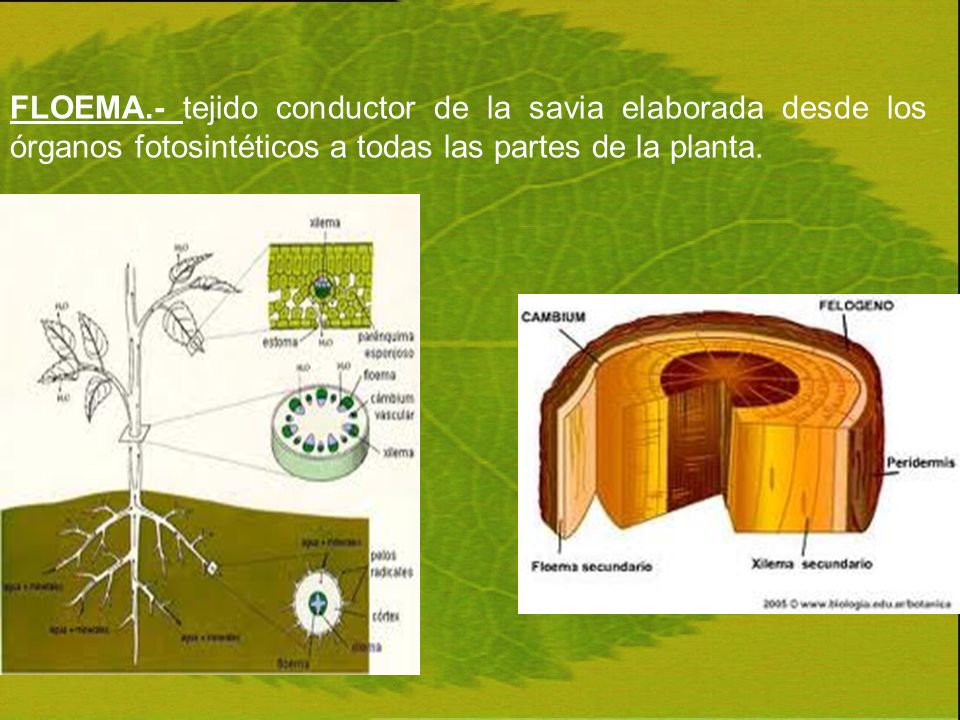 FLOEMA.- tejido conductor de la savia elaborada desde los órganos fotosintéticos a todas las partes de la planta.