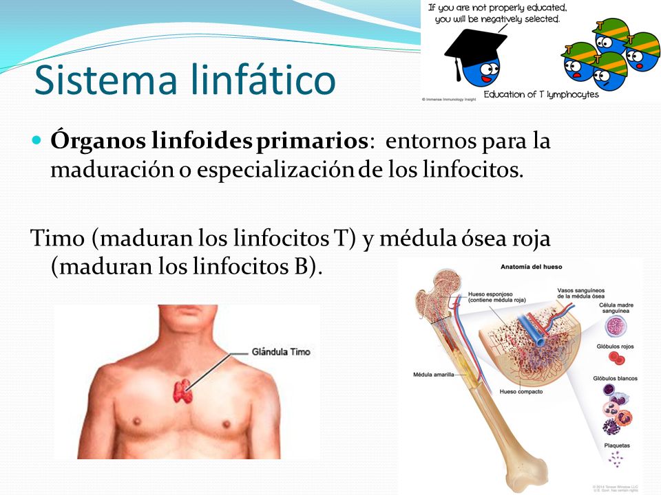 Sistema linfático Órganos linfoides primarios: entornos para la maduración o especialización de los linfocitos.