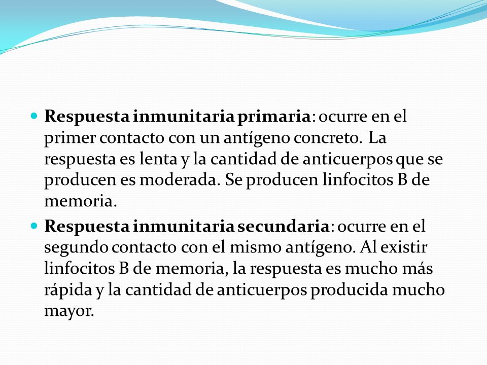 Respuesta inmunitaria primaria: ocurre en el primer contacto con un antígeno concreto. La respuesta es lenta y la cantidad de anticuerpos que se producen es moderada. Se producen linfocitos B de memoria.