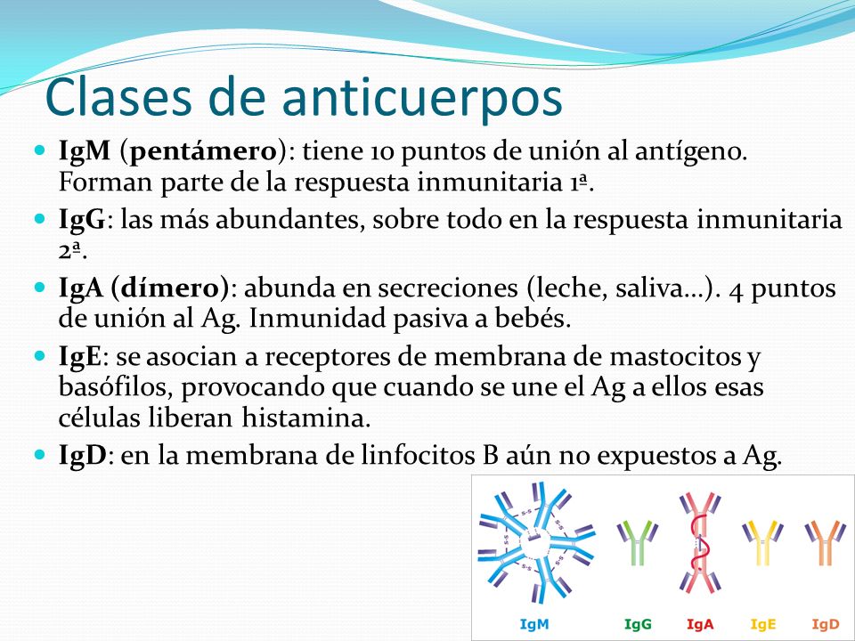 Clases de anticuerpos IgM (pentámero): tiene 10 puntos de unión al antígeno. Forman parte de la respuesta inmunitaria 1ª.