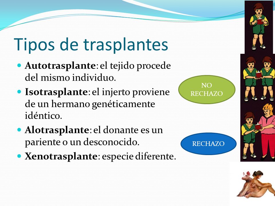 Tipos de trasplantes Autotrasplante: el tejido procede del mismo individuo. Isotrasplante: el injerto proviene de un hermano genéticamente idéntico.