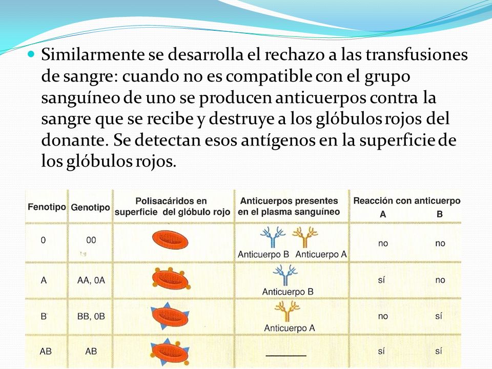 Similarmente se desarrolla el rechazo a las transfusiones de sangre: cuando no es compatible con el grupo sanguíneo de uno se producen anticuerpos contra la sangre que se recibe y destruye a los glóbulos rojos del donante.