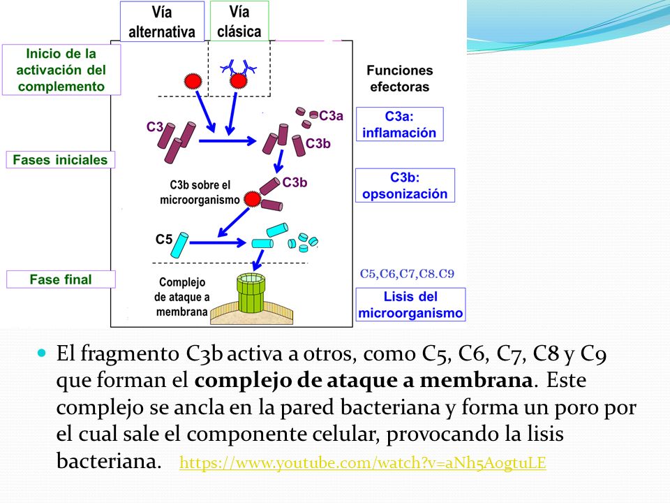 El fragmento C3b activa a otros, como C5, C6, C7, C8 y C9 que forman el complejo de ataque a membrana.