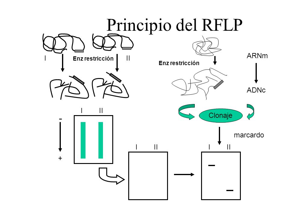 Principio del RFLP - ARNm I II ADNc I II Clonaje marcardo I II I II +