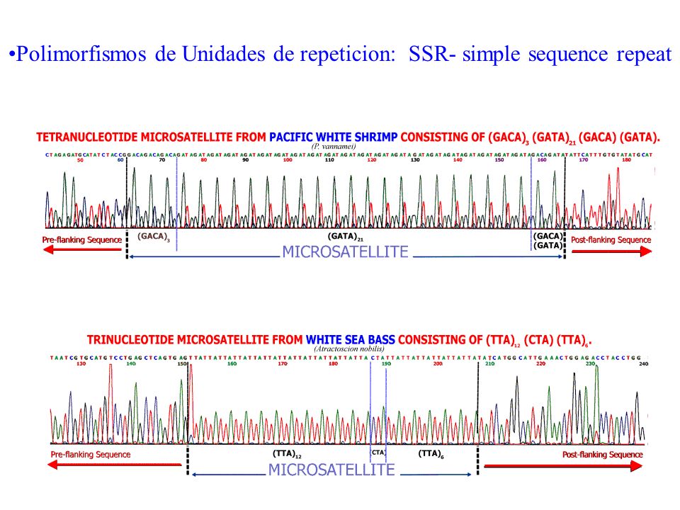 Polimorfismos de Unidades de repeticion: SSR- simple sequence repeat