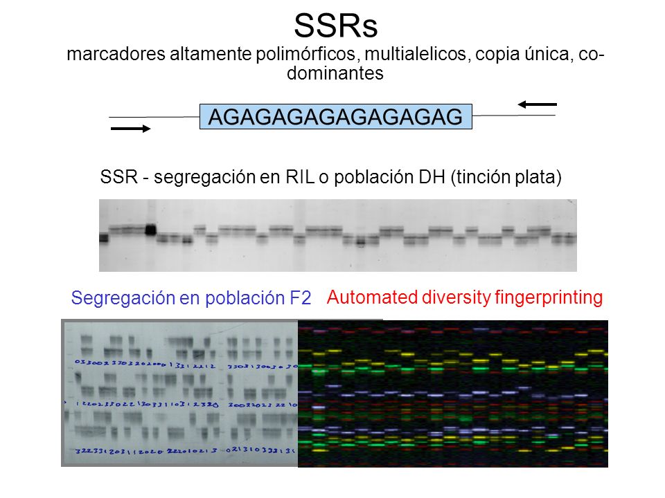 SSRs marcadores altamente polimórficos, multialelicos, copia única, co-dominantes