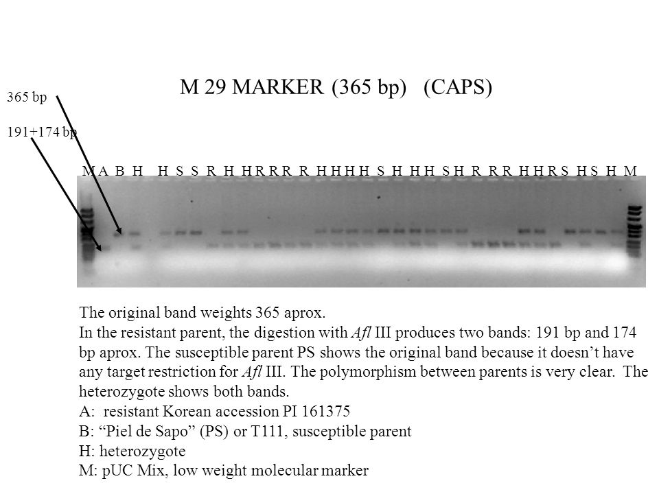 M 29 MARKER (365 bp) (CAPS) The original band weights 365 aprox.