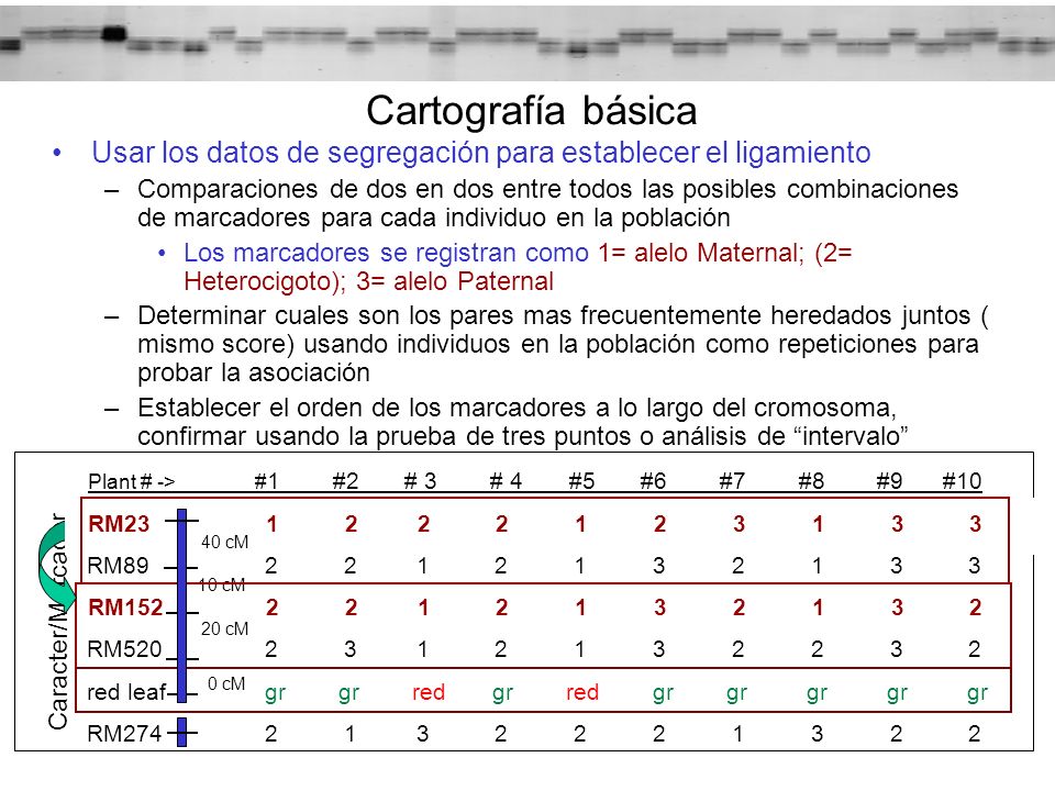Cartografía básica Usar los datos de segregación para establecer el ligamiento.