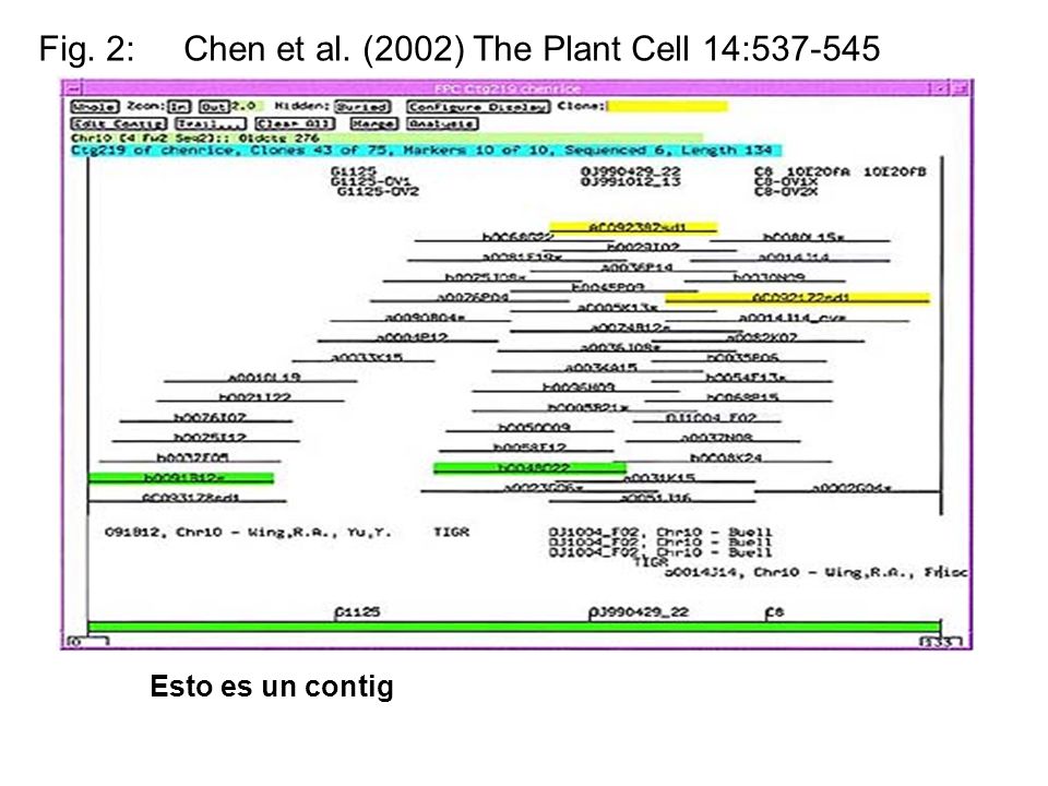 Fig. 2: Chen et al. (2002) The Plant Cell 14: