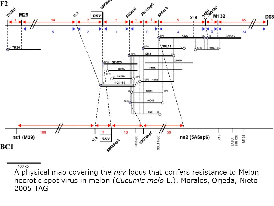 A physical map covering the nsv locus that confers resistance to Melon necrotic spot virus in melon (Cucumis melo L.).
