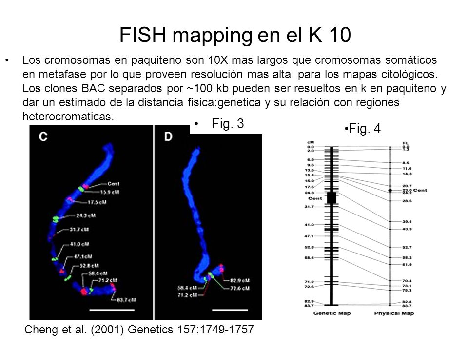 FISH mapping en el K 10 Fig. 4 Fig. 3 Fig. 4