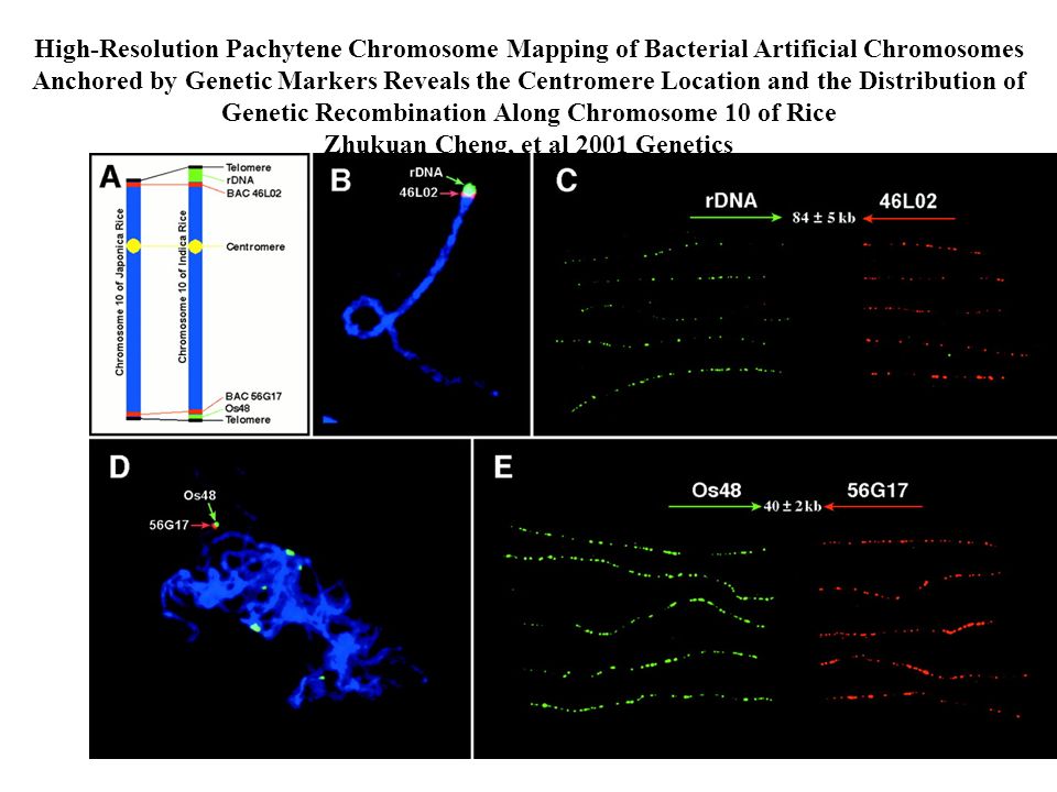 High-Resolution Pachytene Chromosome Mapping of Bacterial Artificial Chromosomes Anchored by Genetic Markers Reveals the Centromere Location and the Distribution of Genetic Recombination Along Chromosome 10 of Rice Zhukuan Cheng, et al 2001 Genetics