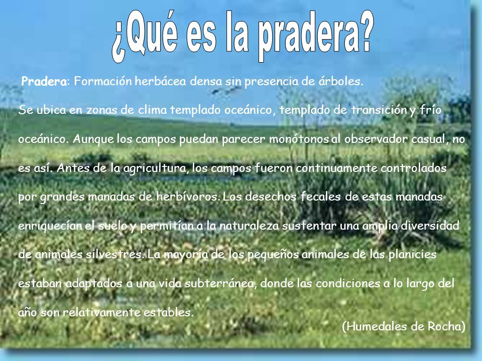 ¿Qué es la pradera Pradera: Formación herbácea densa sin presencia de árboles.