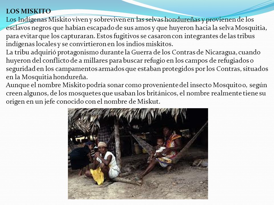 LOS MISKITO Los Indígenas Miskito viven y sobreviven en las selvas hondureñas y provienen de los esclavos negros que habían escapado de sus amos y que huyeron hacia la selva Mosquitia, para evitar que los capturaran.