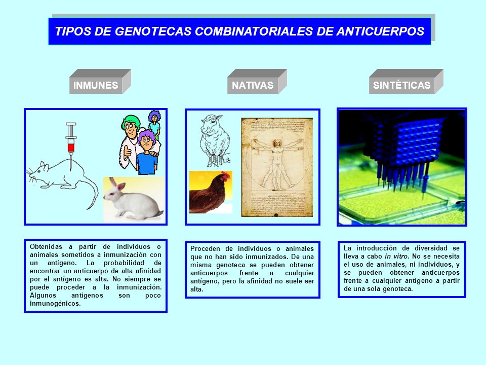 TIPOS DE GENOTECAS COMBINATORIALES DE ANTICUERPOS