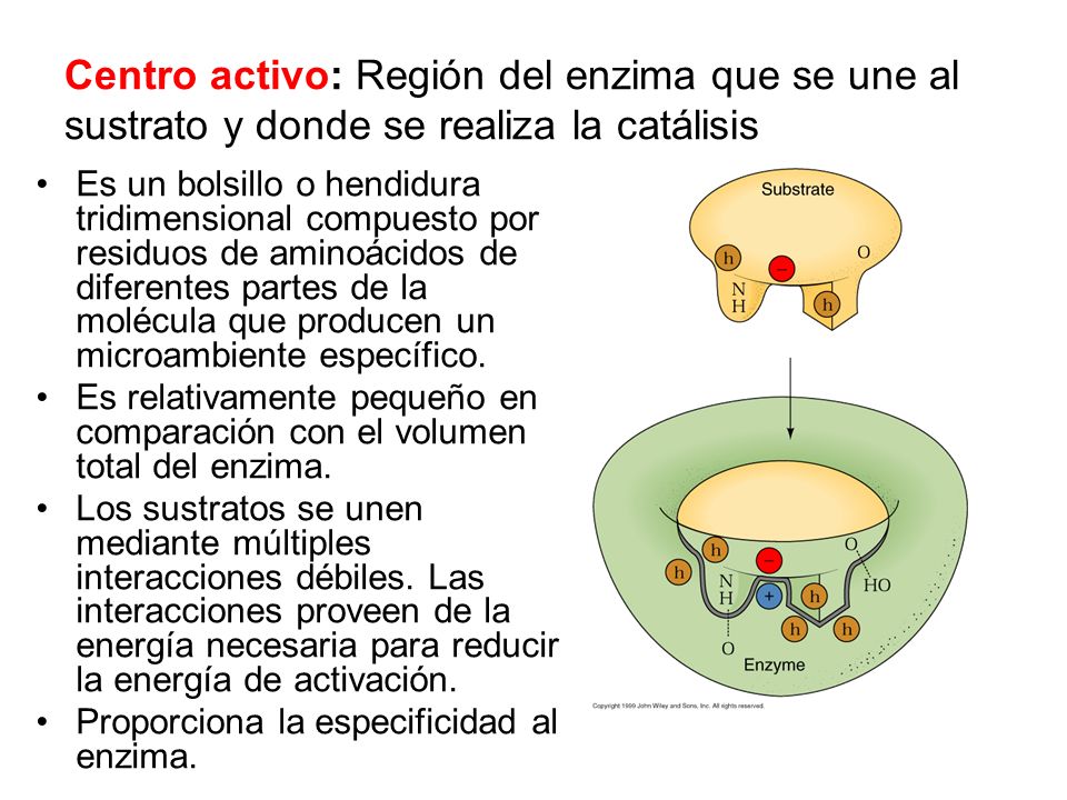 Centro activo: Región del enzima que se une al sustrato y donde se realiza la catálisis
