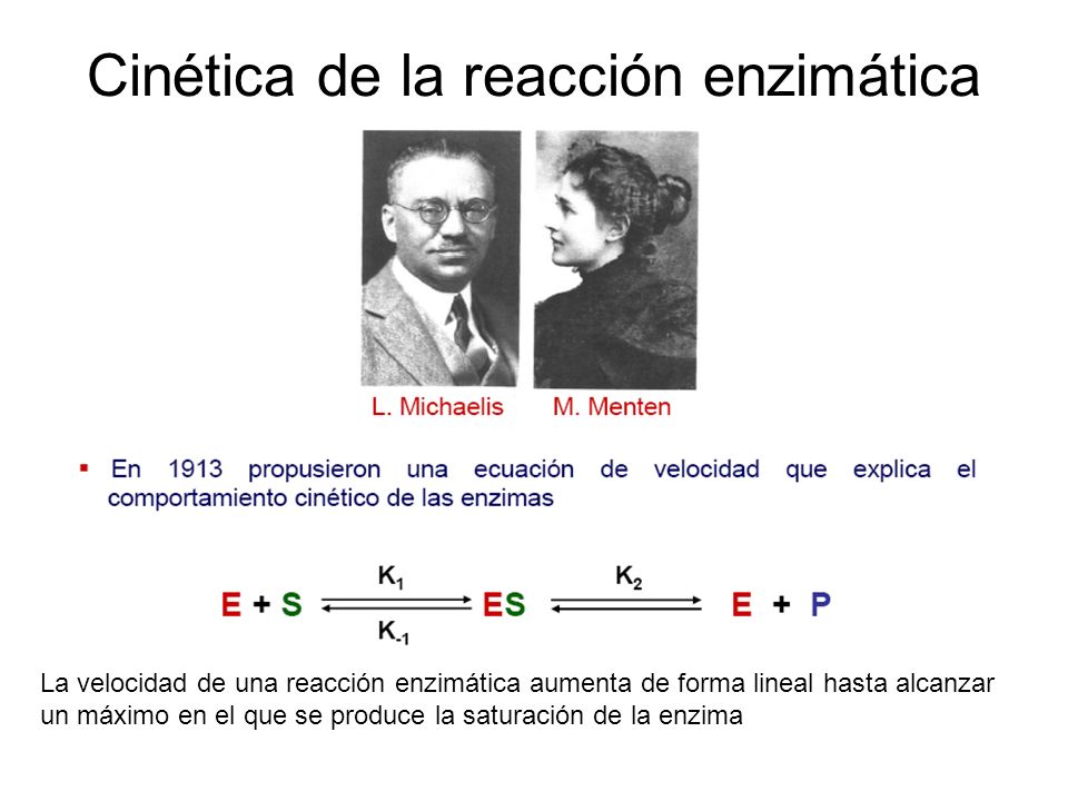 Cinética de la reacción enzimática