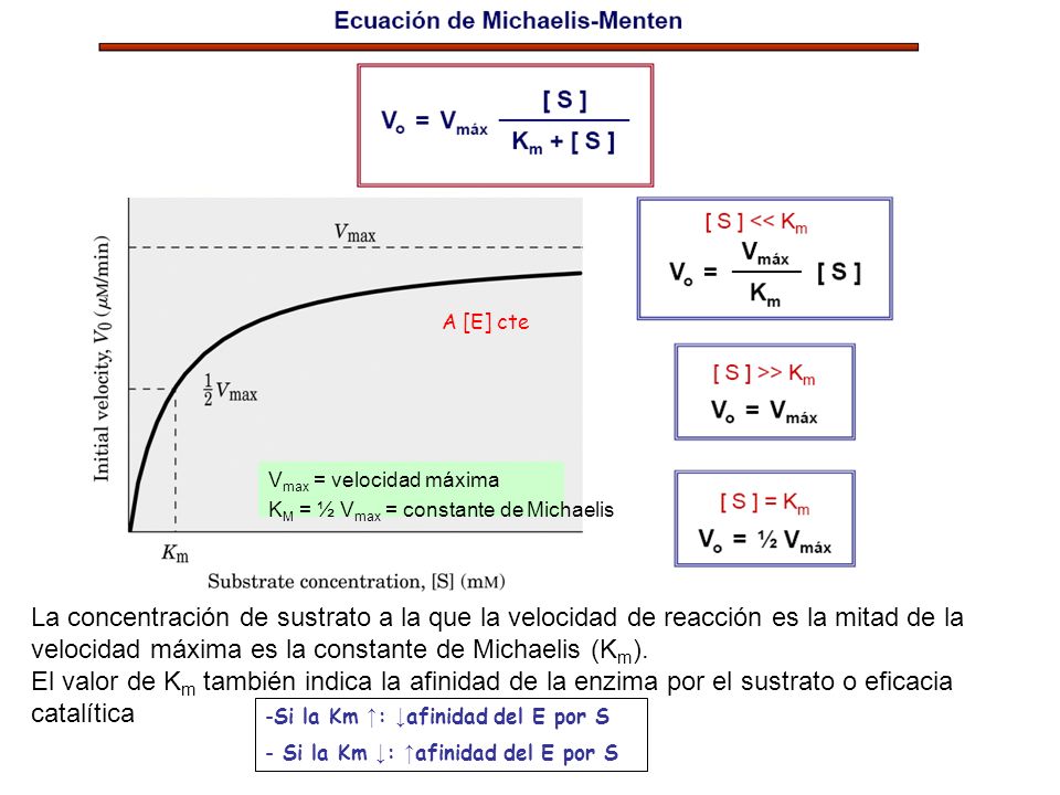 A [E] cte Vmax = velocidad máxima. KM = ½ Vmax = constante de Michaelis.