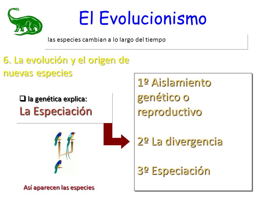 El Evolucionismo 1º Aislamiento genético o reproductivo La Especiación