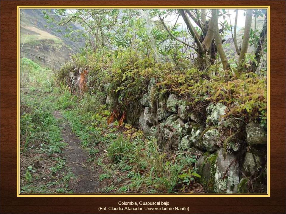 Colombia, Guapuscal bajo (Fot. Claudia Afanador, Universidad de Nariño)