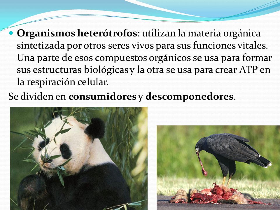 Organismos heterótrofos: utilizan la materia orgánica sintetizada por otros seres vivos para sus funciones vitales. Una parte de esos compuestos orgánicos se usa para formar sus estructuras biológicas y la otra se usa para crear ATP en la respiración celular.