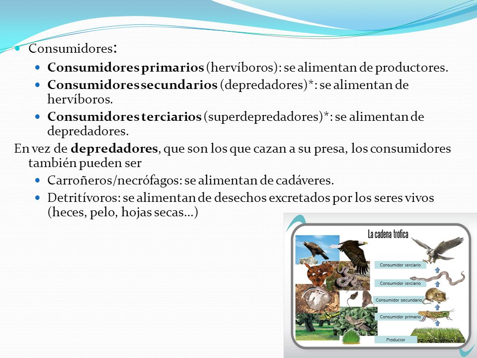 Consumidores: Consumidores primarios (hervíboros): se alimentan de productores.