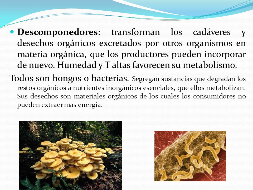 Descomponedores: transforman los cadáveres y desechos orgánicos excretados por otros organismos en materia orgánica, que los productores pueden incorporar de nuevo. Humedad y T altas favorecen su metabolismo.