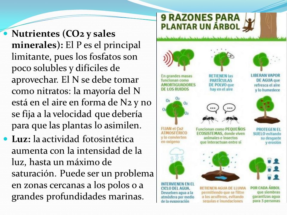 Nutrientes (CO2 y sales minerales): El P es el principal limitante, pues los fosfatos son poco solubles y difíciles de aprovechar. El N se debe tomar como nitratos: la mayoría del N está en el aire en forma de N2 y no se fija a la velocidad que debería para que las plantas lo asimilen.