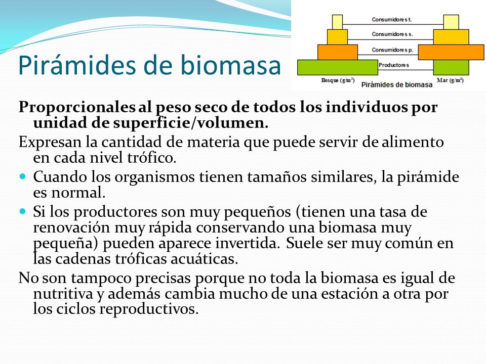 Pirámides de biomasa Proporcionales al peso seco de todos los individuos por unidad de superficie/volumen.
