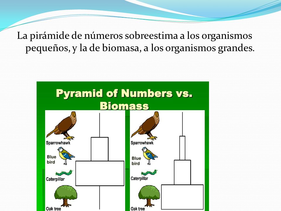 La pirámide de números sobreestima a los organismos pequeños, y la de biomasa, a los organismos grandes.