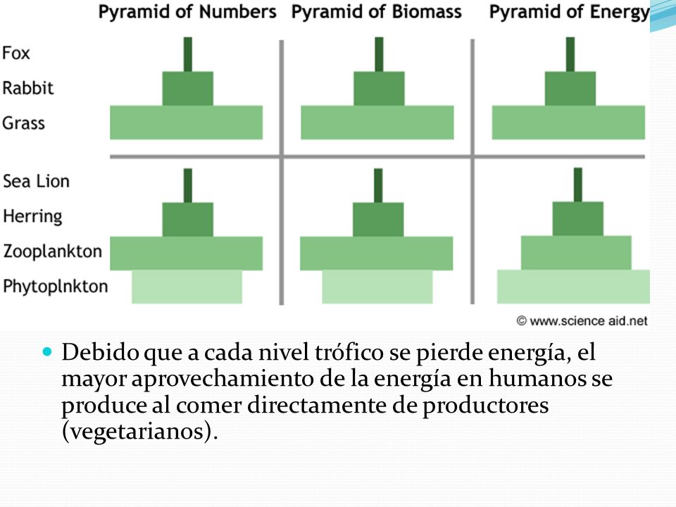 Debido que a cada nivel trófico se pierde energía, el mayor aprovechamiento de la energía en humanos se produce al comer directamente de productores (vegetarianos).