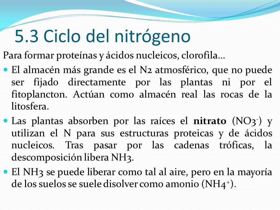 5.3 Ciclo del nitrógeno Para formar proteínas y ácidos nucleicos, clorofila…