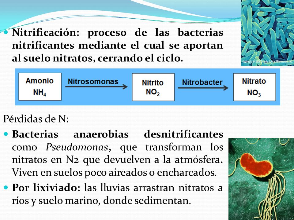Nitrificación: proceso de las bacterias nitrificantes mediante el cual se aportan al suelo nitratos, cerrando el ciclo.