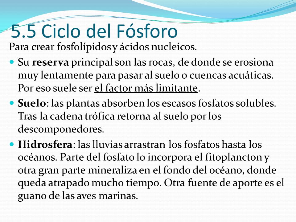 5.5 Ciclo del Fósforo Para crear fosfolípidos y ácidos nucleicos.