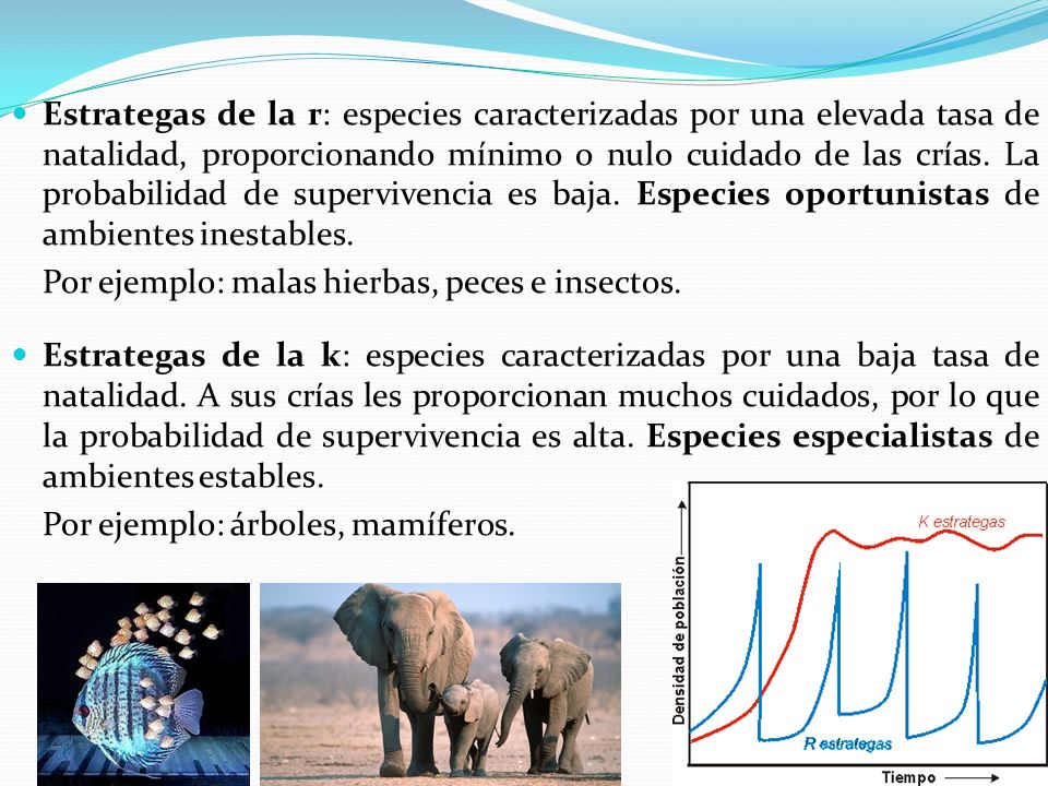 Estrategas de la r: especies caracterizadas por una elevada tasa de natalidad, proporcionando mínimo o nulo cuidado de las crías. La probabilidad de supervivencia es baja. Especies oportunistas de ambientes inestables.