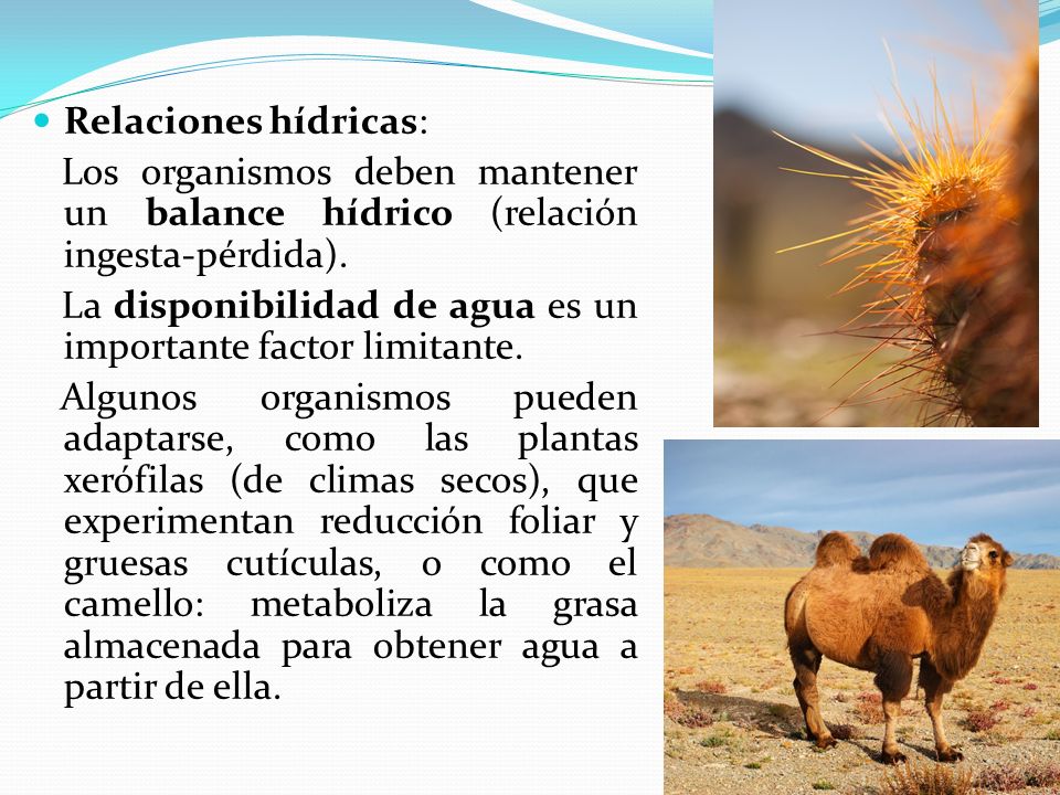 Relaciones hídricas: Los organismos deben mantener un balance hídrico (relación ingesta-pérdida).