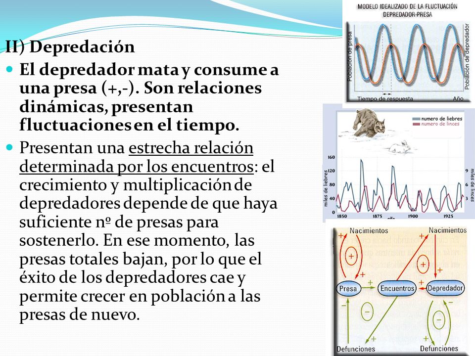II) Depredación El depredador mata y consume a una presa (+,-). Son relaciones dinámicas, presentan fluctuaciones en el tiempo.