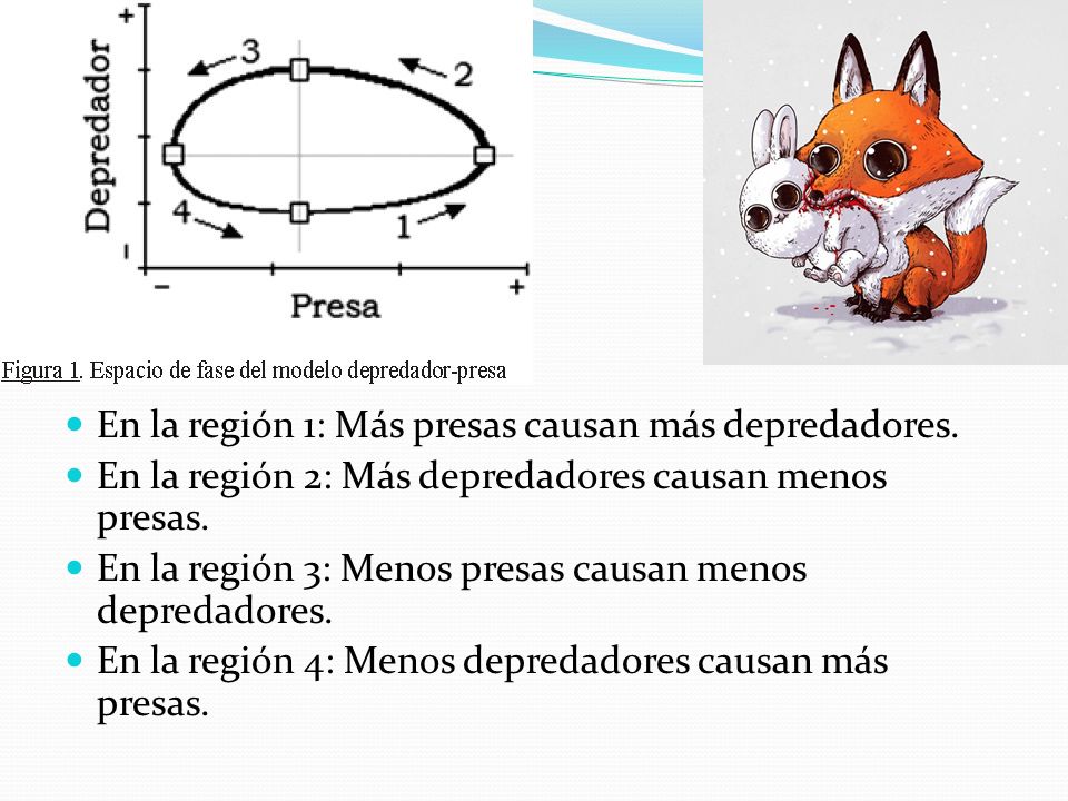 En la región 1: Más presas causan más depredadores.