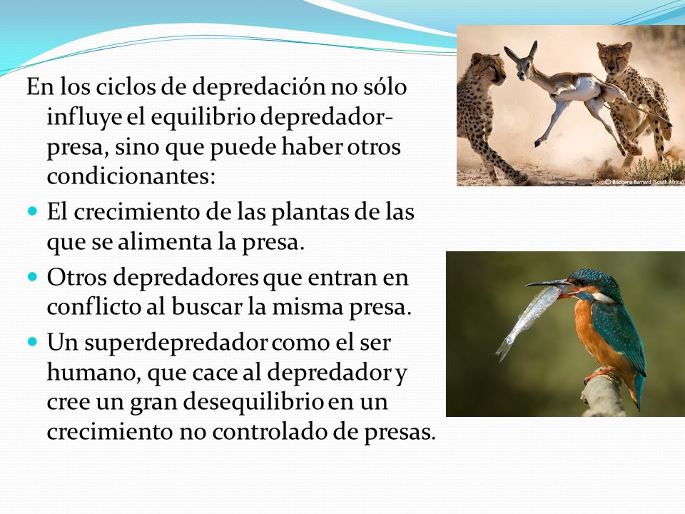 En los ciclos de depredación no sólo influye el equilibrio depredador-presa, sino que puede haber otros condicionantes: