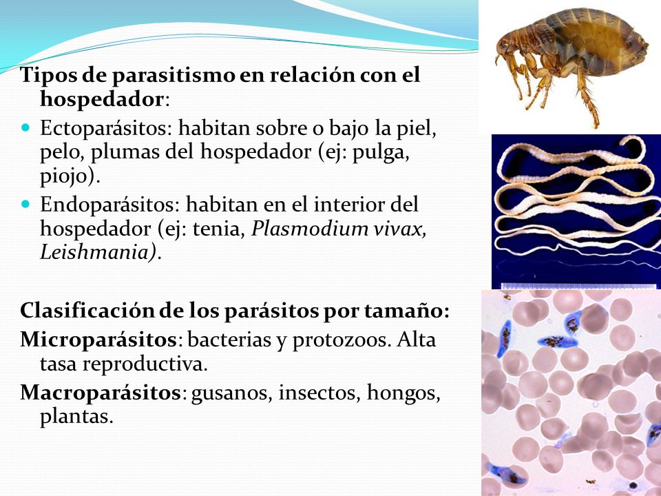 Tipos de parasitismo en relación con el hospedador: