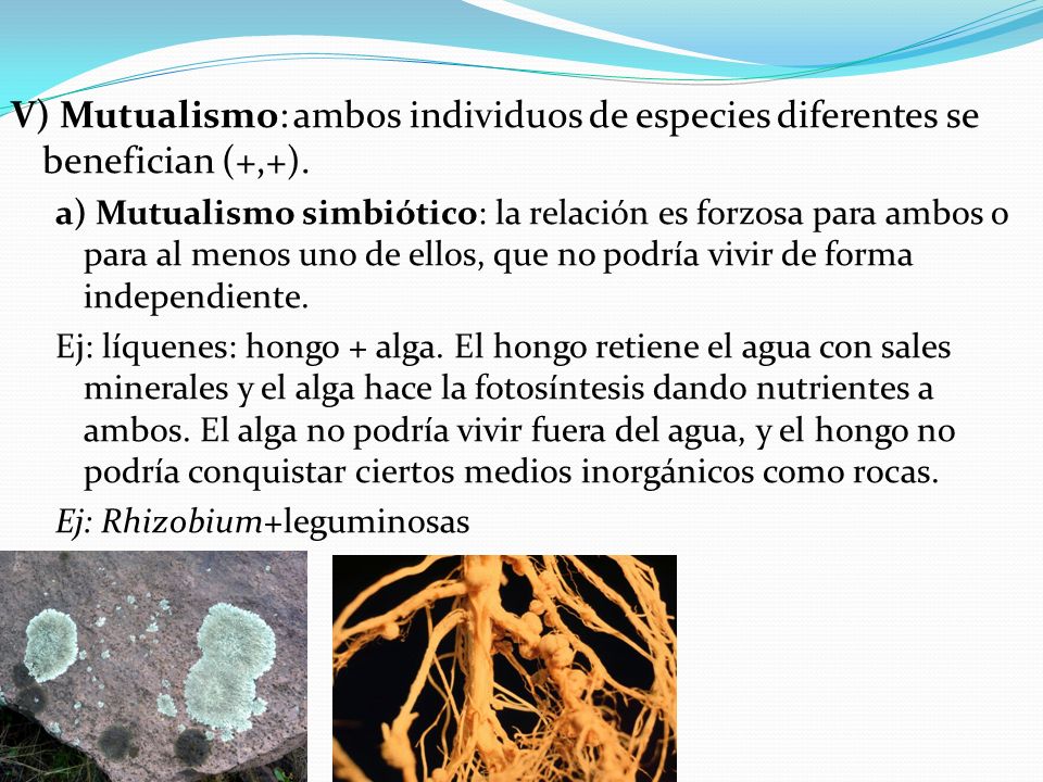V) Mutualismo: ambos individuos de especies diferentes se benefician (+,+).
