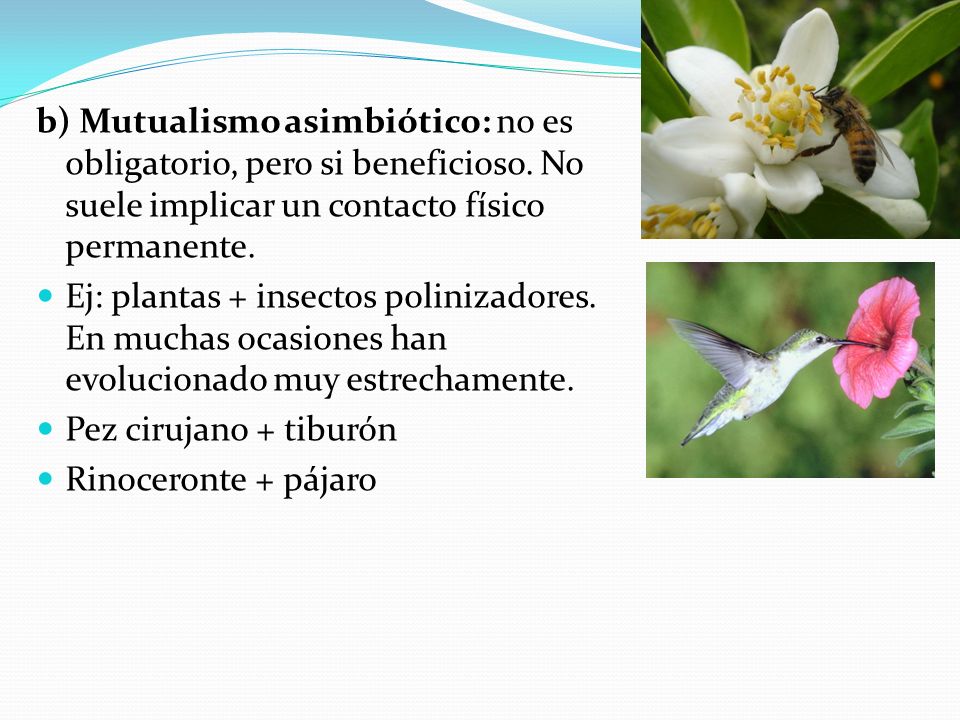 b) Mutualismo asimbiótico: no es obligatorio, pero si beneficioso