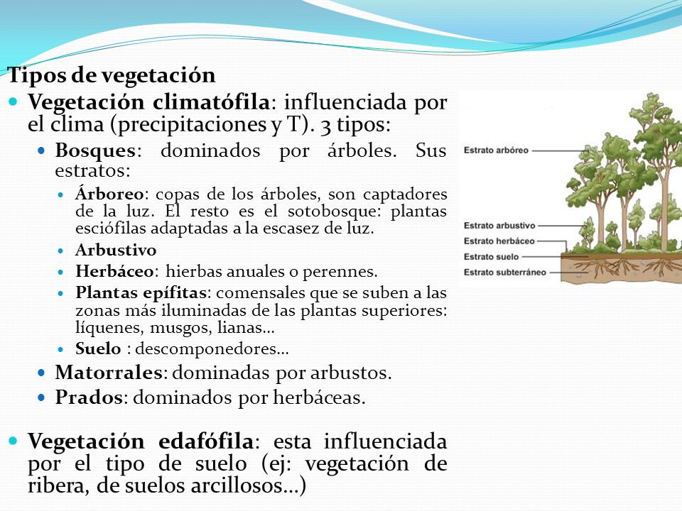 Tipos de vegetación Vegetación climatófila: influenciada por el clima (precipitaciones y T). 3 tipos: