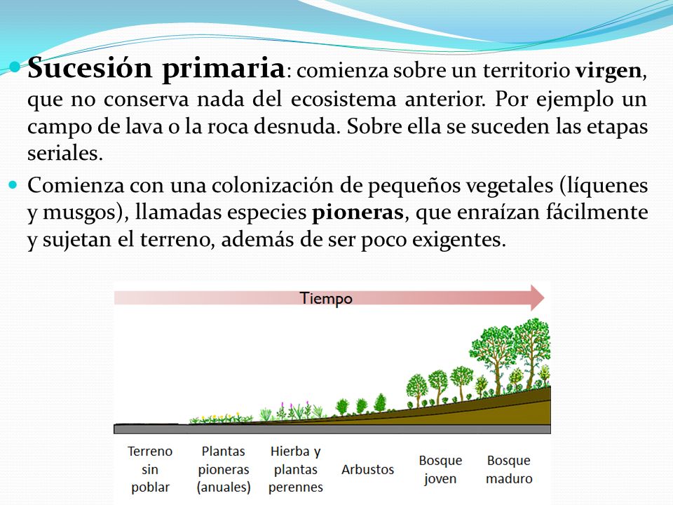 Sucesión primaria: comienza sobre un territorio virgen, que no conserva nada del ecosistema anterior. Por ejemplo un campo de lava o la roca desnuda. Sobre ella se suceden las etapas seriales.