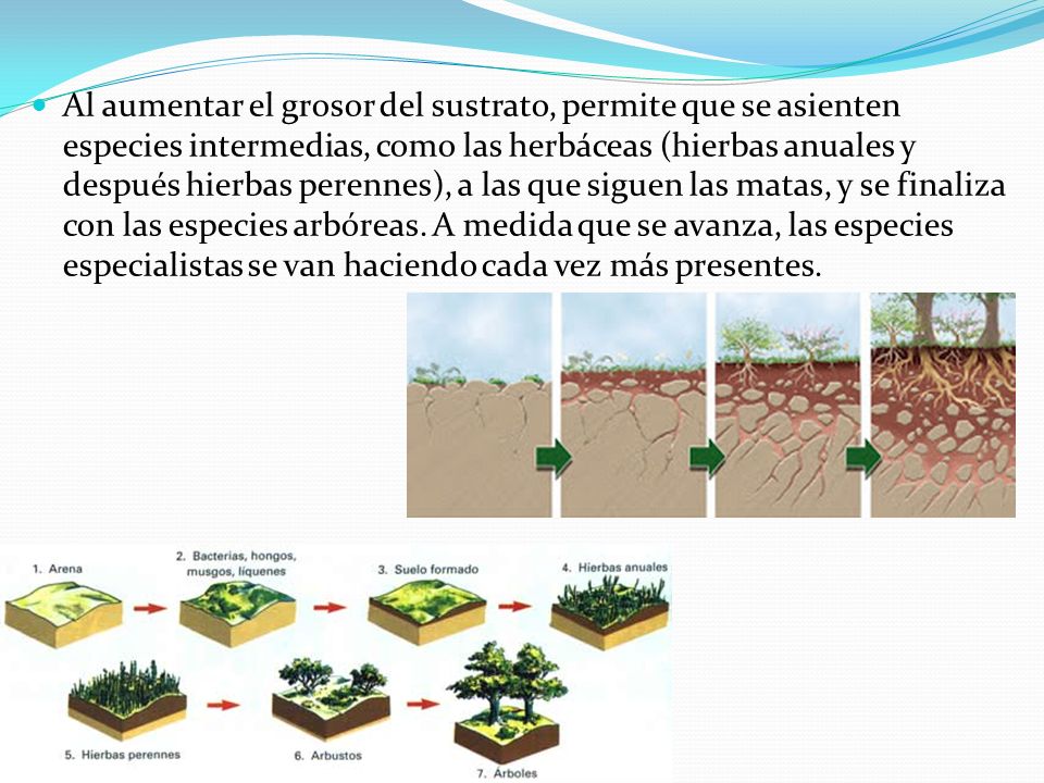 Al aumentar el grosor del sustrato, permite que se asienten especies intermedias, como las herbáceas (hierbas anuales y después hierbas perennes), a las que siguen las matas, y se finaliza con las especies arbóreas.