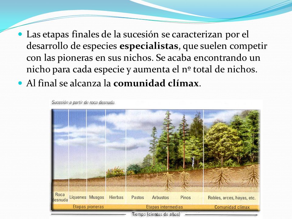 Las etapas finales de la sucesión se caracterizan por el desarrollo de especies especialistas, que suelen competir con las pioneras en sus nichos. Se acaba encontrando un nicho para cada especie y aumenta el nº total de nichos.