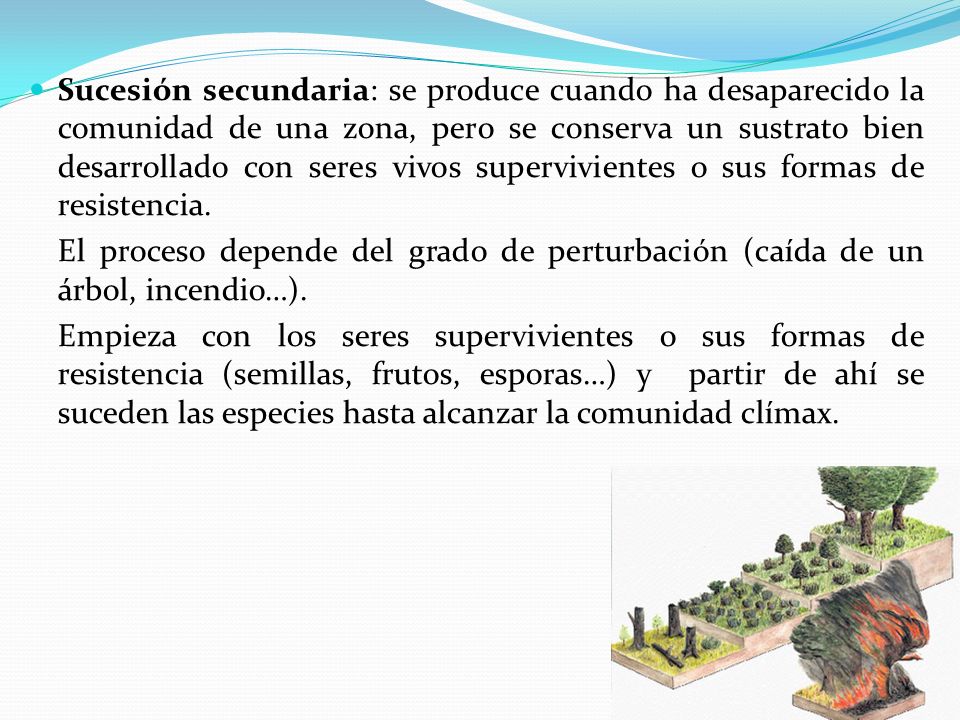 Sucesión secundaria: se produce cuando ha desaparecido la comunidad de una zona, pero se conserva un sustrato bien desarrollado con seres vivos supervivientes o sus formas de resistencia.