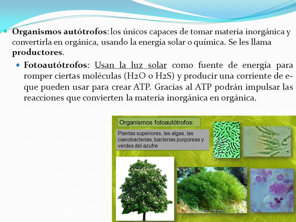 Organismos autótrofos: los únicos capaces de tomar materia inorgánica y convertirla en orgánica, usando la energía solar o química. Se les llama productores.