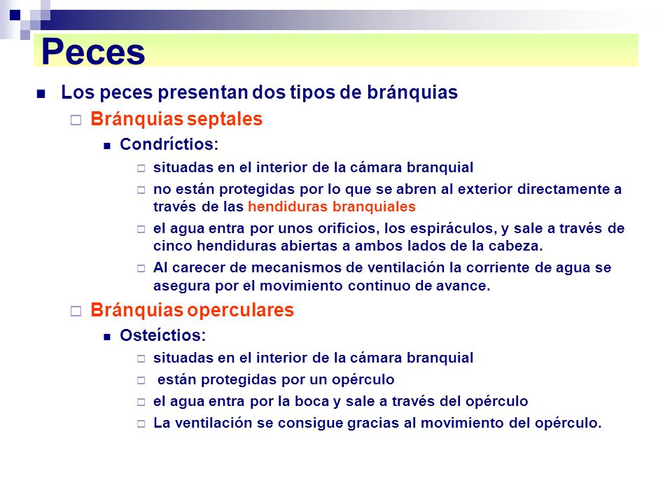 Peces Los peces presentan dos tipos de bránquias Bránquias septales